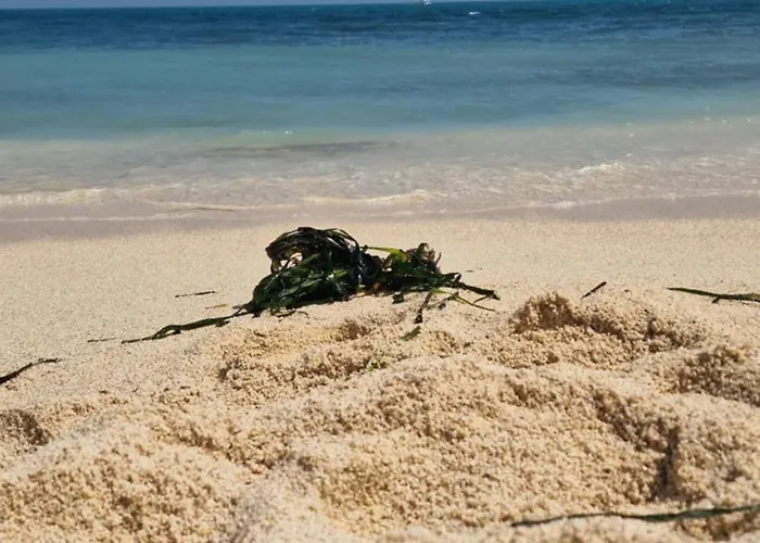 Daire Locos With Sea View Torrevieja